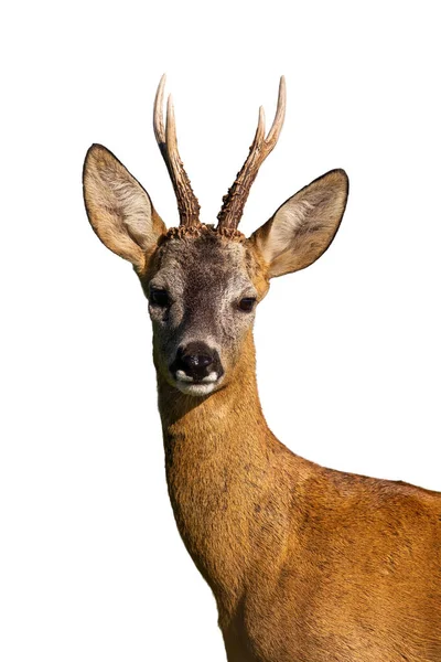 Roe Deer Capreolus Capreolus Watching Detail Islated Transparent Background Roebuck — Stock Photo, Image