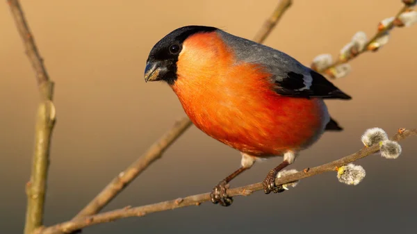 Male Eurasian Bullfinch Pyrrhula Pyrrhula Red Feathers Perched Blooming Willow — Stock Photo, Image