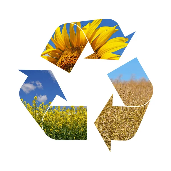 Illustratie Recycling Symbool Van Landbouwgewas Zonnebloem Koolzaad Geïsoleerd Witte Achtergrond — Stockfoto