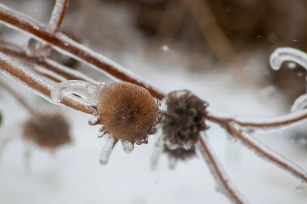 Buz Kaplı Bitkiler Kışın Kapanıyor Yüksek Kalite Fotoğraf — Stok fotoğraf