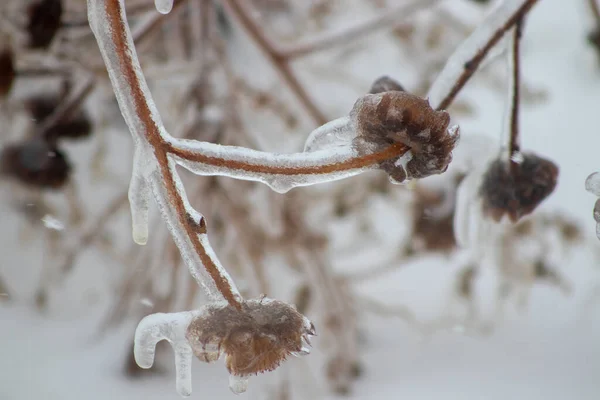 겨울에는 얼음으로 식물들이 고품질 — 스톡 사진