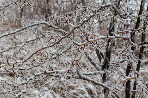 有雪的冬季森林 — 图库照片