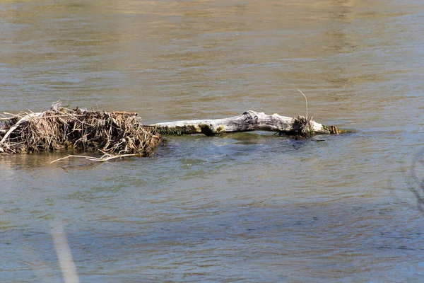 Une Petite Rivière Dans Eau — Photo