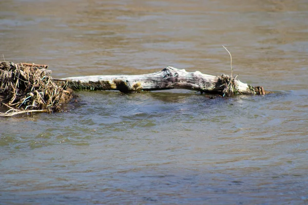 Small River Water — Stock Photo, Image