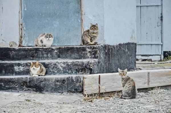 Cztery Koty Siedzą Rogu Starego Domu Koty Ulicy — Zdjęcie stockowe