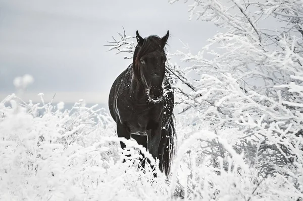 Ein Schwarzes Pferd Zwischen Gras Und Bäumen Schnee Ein Pferd — Stockfoto