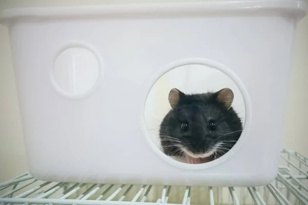 Rat Domestique Noir Blanc Sur Rebord Fenêtre — Photo