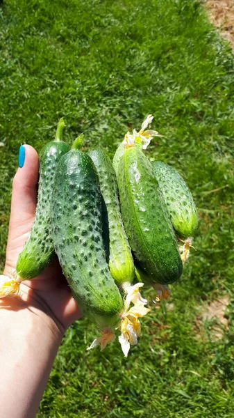 Pepinos Verdes Mão Uma Mulher Colheita Cama — Fotografia de Stock