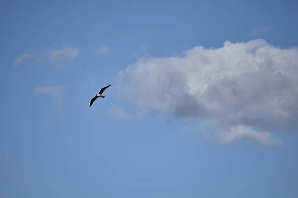 Gaivota Voando Céu — Fotografia de Stock