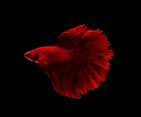 Siamesiska Fiskrika Fisk Eller Betta Splendens Fisk Populär Akvarium Fisk — Stockfoto