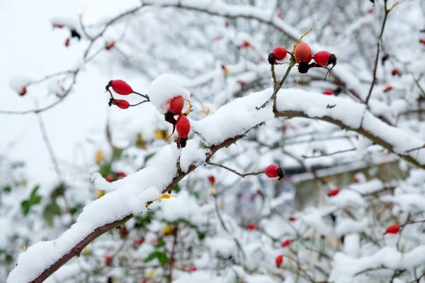 Rode Roos Heupen Winter Met Vorst Sneeuw — Stockfoto