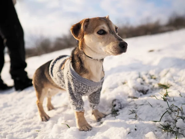 Winter Mit Dem Kleinen Hund Wollkleidung Schnee Spazieren Gehen — Stockfoto