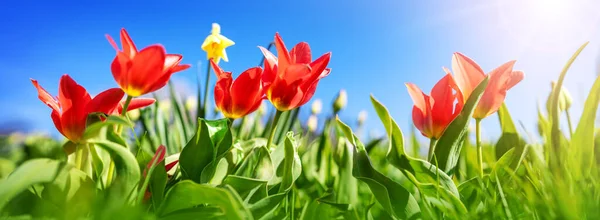 Tulipanes Rojos Jonquiles Amarillos Macizos Flores Jardín Primavera Hermosas Flores — Foto de Stock