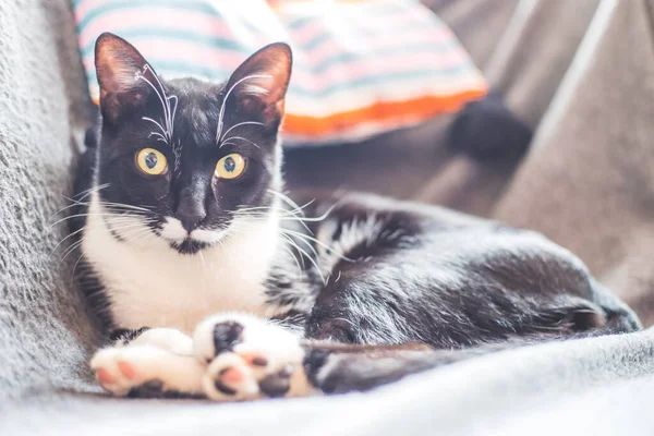 Chat Noir Blanc Est Couché Profiter Maison — Photo