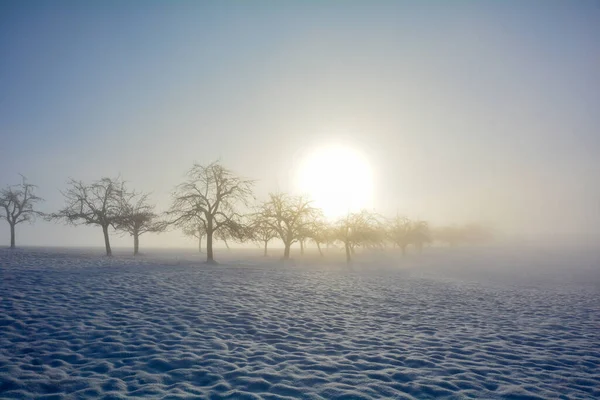 Alberi All Alba Inverno Con Neve Sole Nella Nebbia Mattutina — Foto Stock