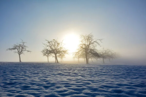 Árboles Amanecer Invierno Con Nieve Sol Niebla Mañana —  Fotos de Stock