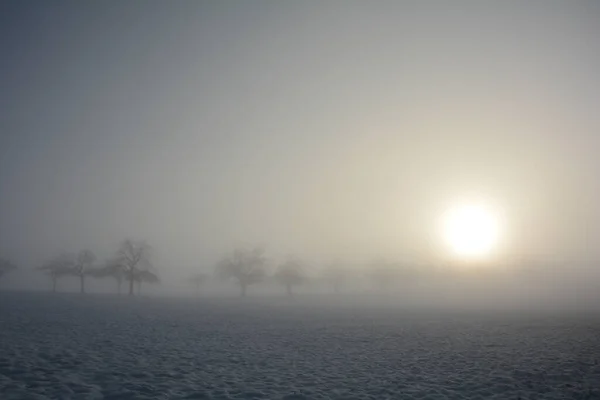 Árvores Nascer Sol Inverno Com Neve Sol Nevoeiro Manhã — Fotografia de Stock