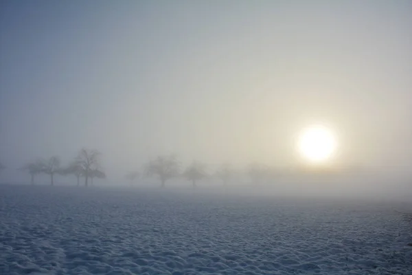 Árboles Amanecer Invierno Con Nieve Sol Niebla Mañana —  Fotos de Stock