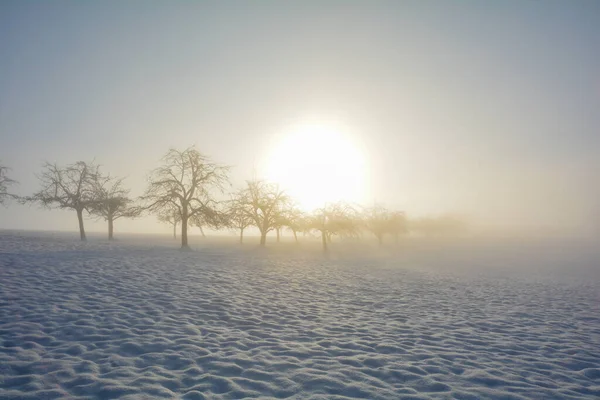Δέντρα Την Ανατολή Του Ηλίου Χειμώνα Χιόνι Και Ήλιο Στην — Φωτογραφία Αρχείου