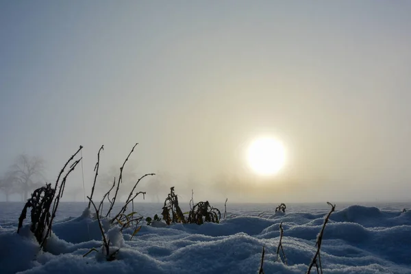 Paisaje Invernal Con Árboles Cubiertos Nieve — Foto de Stock