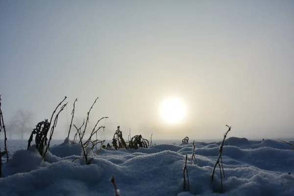 Paisaje Invernal Con Árboles Cubiertos Nieve — Foto de Stock