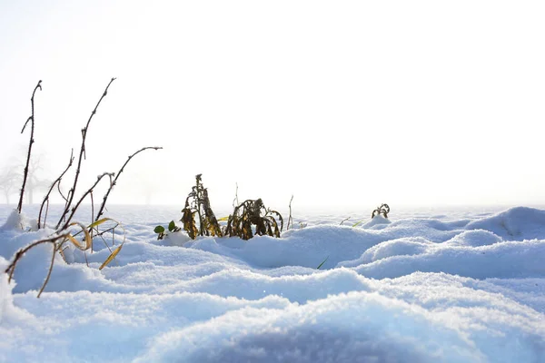 Krásný Záběr Zamrzlého Stromu Sněhu — Stock fotografie