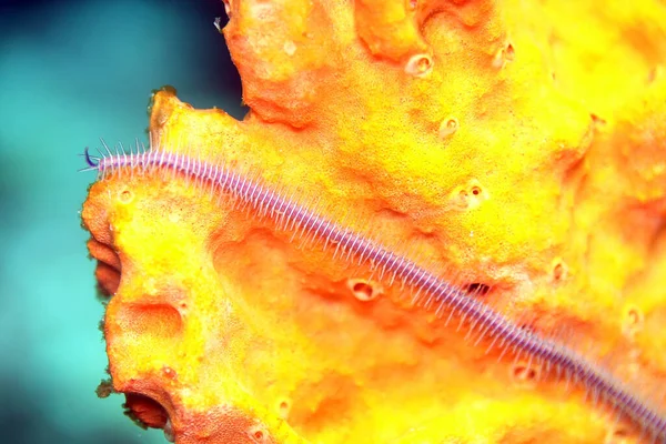 Einzelner Arm Eines Macrophiothrix Nereidina Schlangenstern Auf Einem Organgefarbenem Schwamm — Stockfoto
