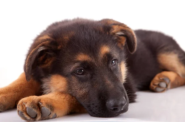 Valp Hund Vit Bakgrund — Stockfoto