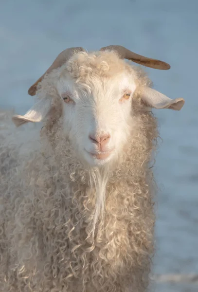 Retrato Uma Ovelha Jovem Dia Inverno — Fotografia de Stock