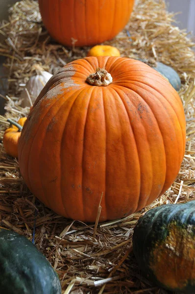 Halloween Pompoenen Tuin — Stockfoto