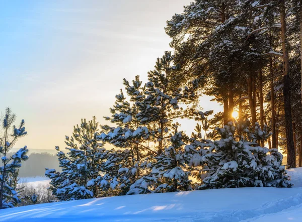 Bela Paisagem Inverno Com Árvores Cobertas Neve — Fotografia de Stock