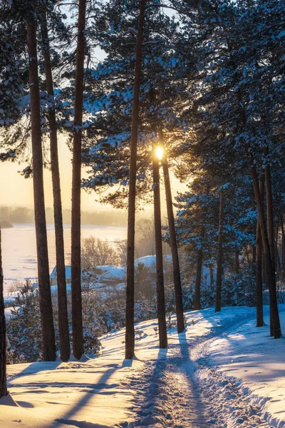 Wunderschöne Winterlandschaft Mit Schneebedeckten Bäumen — Stockfoto