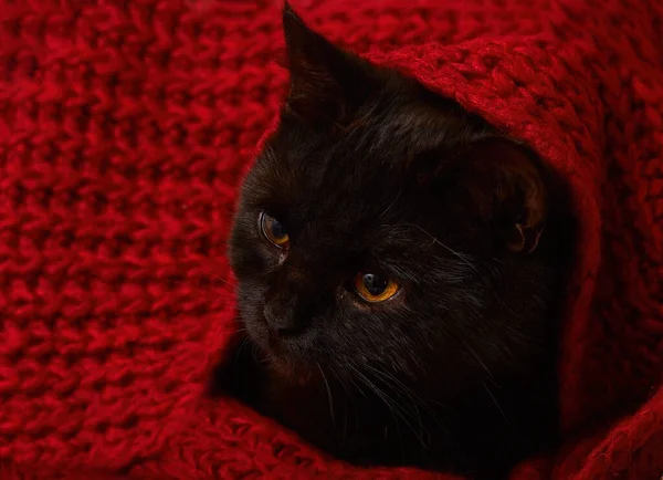 Joven Gato Negro Con Ojos Anaranjados Encuentra Debajo Una Manta —  Fotos de Stock