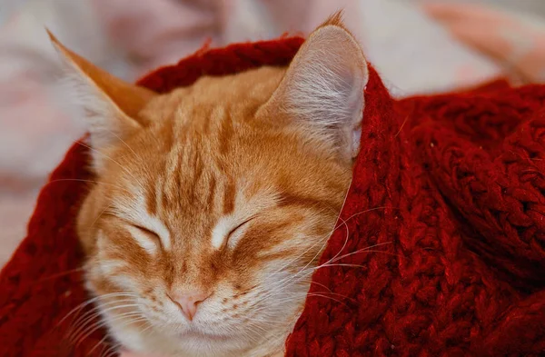 Chat Roux Dort Sous Une Couverture Laine Tricotée Rouge Animal — Photo