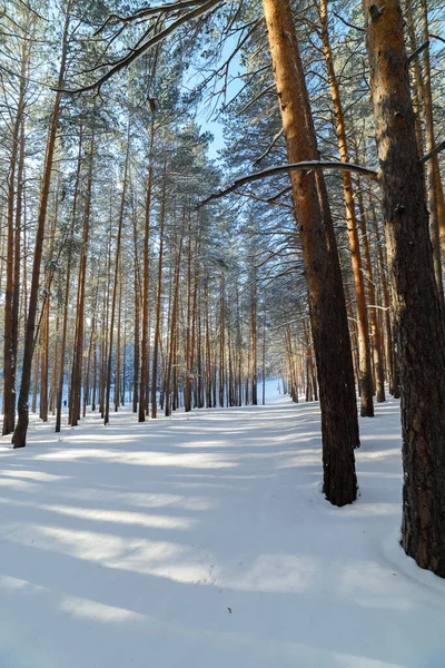 Bosque Invierno Nieve —  Fotos de Stock