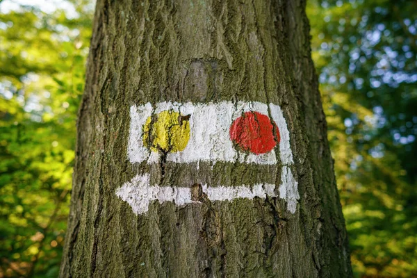 Ξύλινη Πινακίδα Κόκκινο Βέλος Κορμό Δέντρου — Φωτογραφία Αρχείου