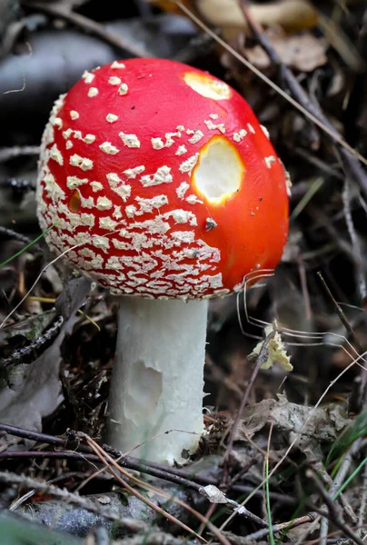 Een Portret Van Een Giftige Vlieg Agaric Het Bos — Stockfoto