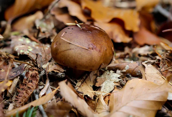 秋天森林里的一株蘑菇的特写 — 图库照片