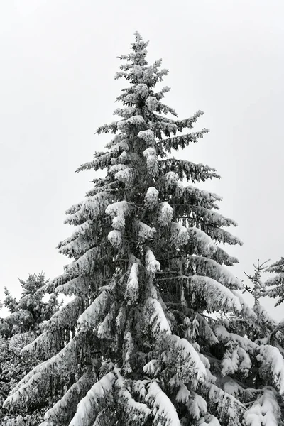 雪の中の松 — ストック写真