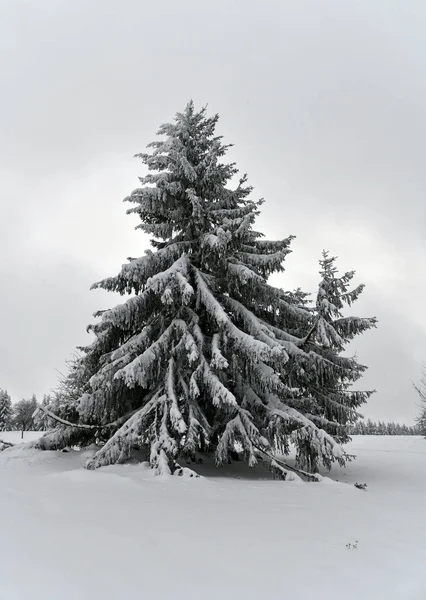 冬は雪に覆われた松の木 — ストック写真