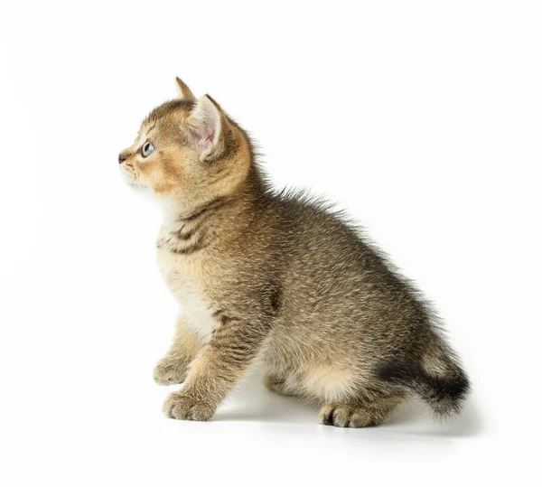 子猫黄金のチェック英国のチンチラまっすぐ白い背景に座って クローズアップ — ストック写真