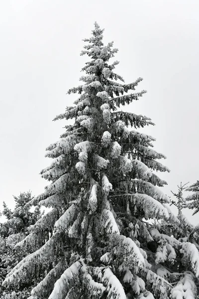 Karda Çam Ağacı Telifsiz Stok Fotoğraflar