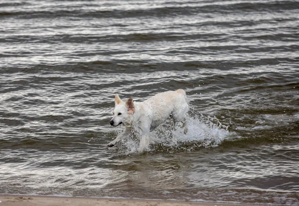 Golden Retriever Juega Agua Playa — Foto de Stock