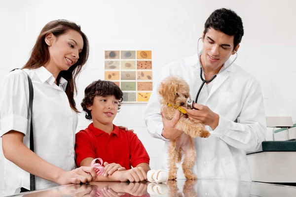 Veterinario Joven Asistente Examen Perro Clínica — Foto de Stock