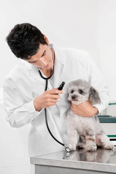 Veterinário Veterinário Examinando Cão Clínica — Fotografia de Stock