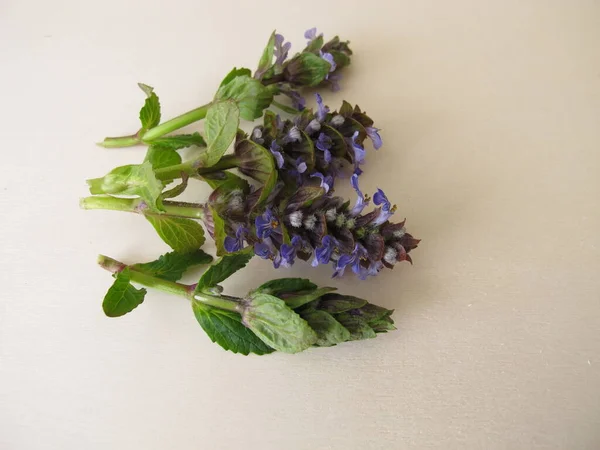 Herbes Curatives Clairon Fleuri Bleu Sur Une Planche Bois — Photo
