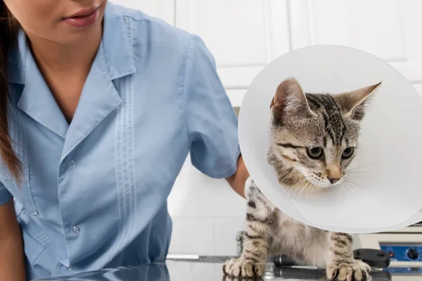 Veterinario Examinando Gato Clínica — Foto de Stock