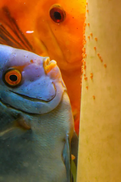 Дискова Риба Блакитна Самка Відкладає Яйця Нерестовий Конус Використовуючи Нерестову — стокове фото