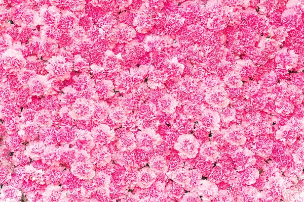 Rosa Und Weiße Blumen Auf Dem Hintergrund Der Wand — Stockfoto