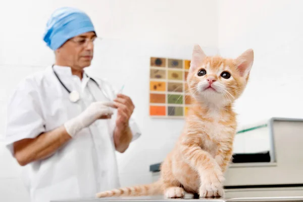 Πορτρέτο Ενός Νεαρού Όμορφου Γιατρού Μια Γάτα Στο Νοσοκομείο — Φωτογραφία Αρχείου